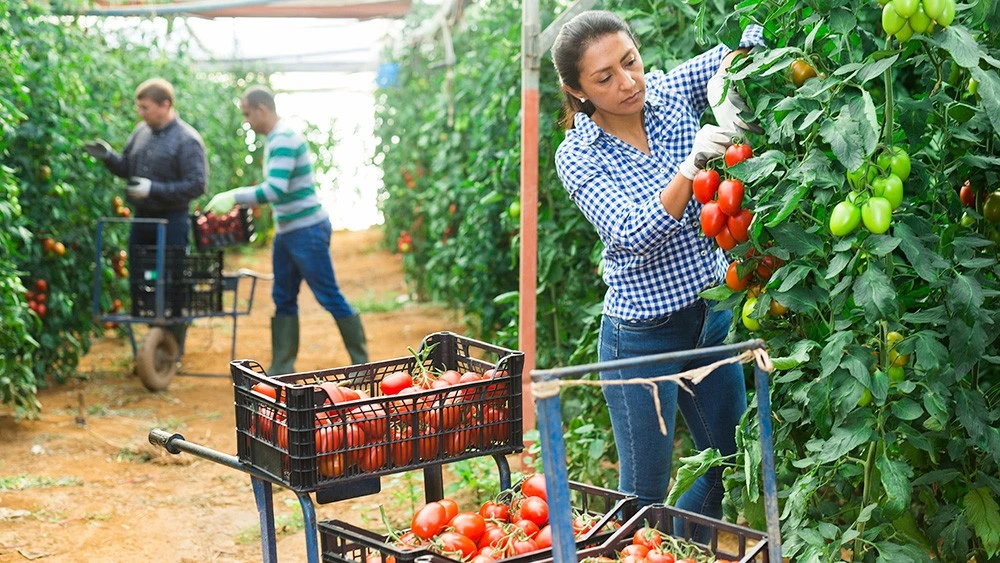 walmart sustainable supply chain